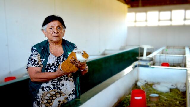 Con cuyes peruanos quieren combatir hambre y desnutrición en África 