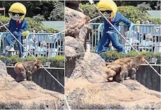 Dos jóvenes estadounidenses son detenidos por molestar al monito Punch