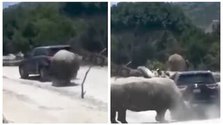 Enfurecido rinoceronte golpea camioneta con turistas en zoológico 