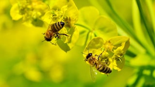 Dos abejas trabajan en equipo y logran destapar una botella de gaseosa