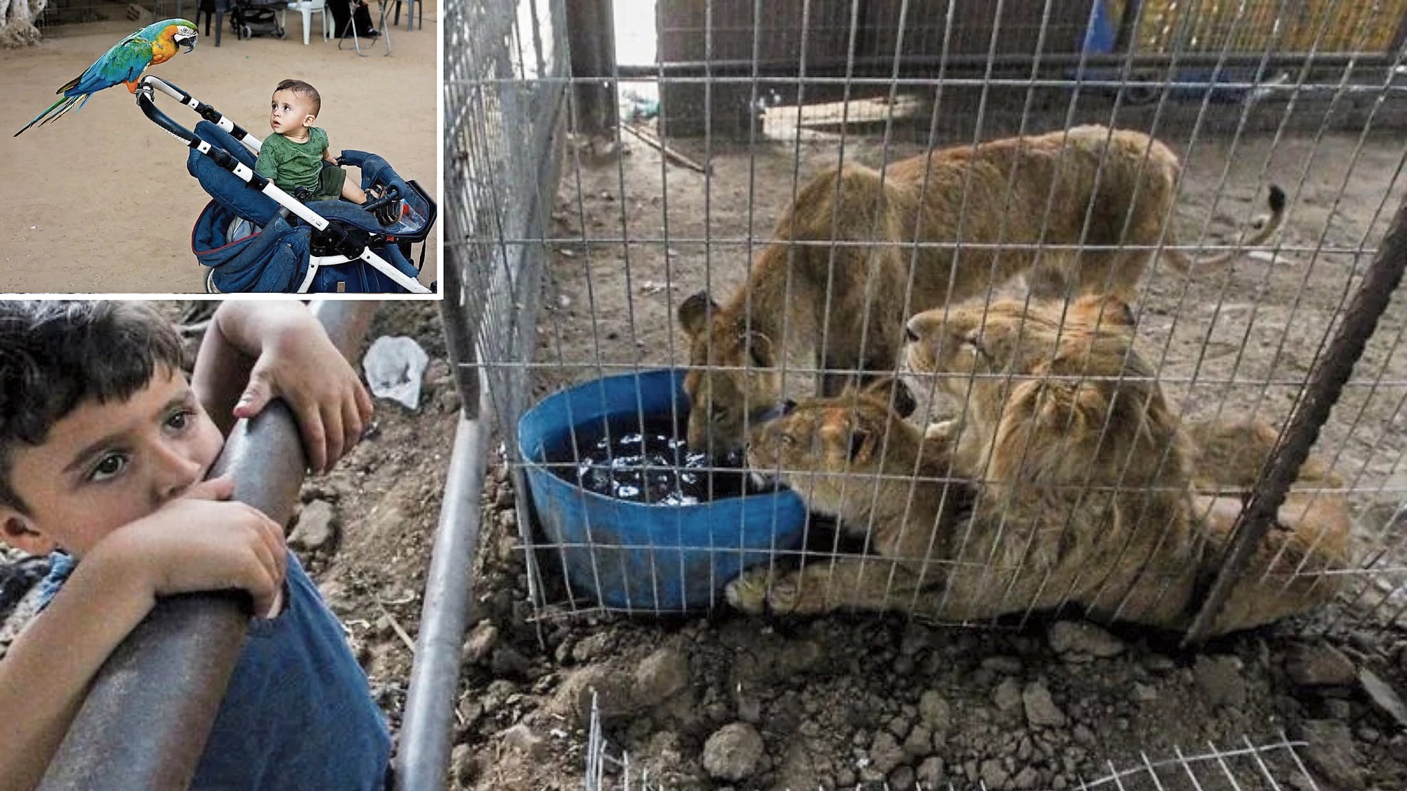 En este zoológico en la Franja de Gaza, cerca de Nuseirat, animales y niños, ambos golpeados por los bombardeos, comparten duros momentos.
