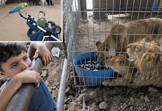 Niños y animales de zoológico en Gaza se consuelan unos a otros en medio de los ataques de Israel