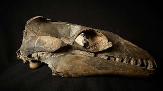 ​​Ballenas prehistóricas tenían dientes grandazos, muy similares a los de leones