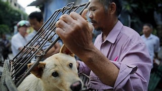 China: miles de perros serán sacrificados mañana para cruel festival 