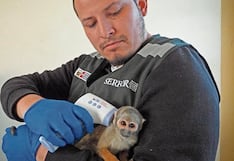 Mafias venden monitos y aves silvestres en redes sociales y se pagan yape