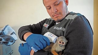 Mafias venden monitos y aves silvestres en redes sociales y se pagan yape