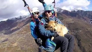 Un perro practica parapente con sus dueños y enternece a cientos de usuarios 