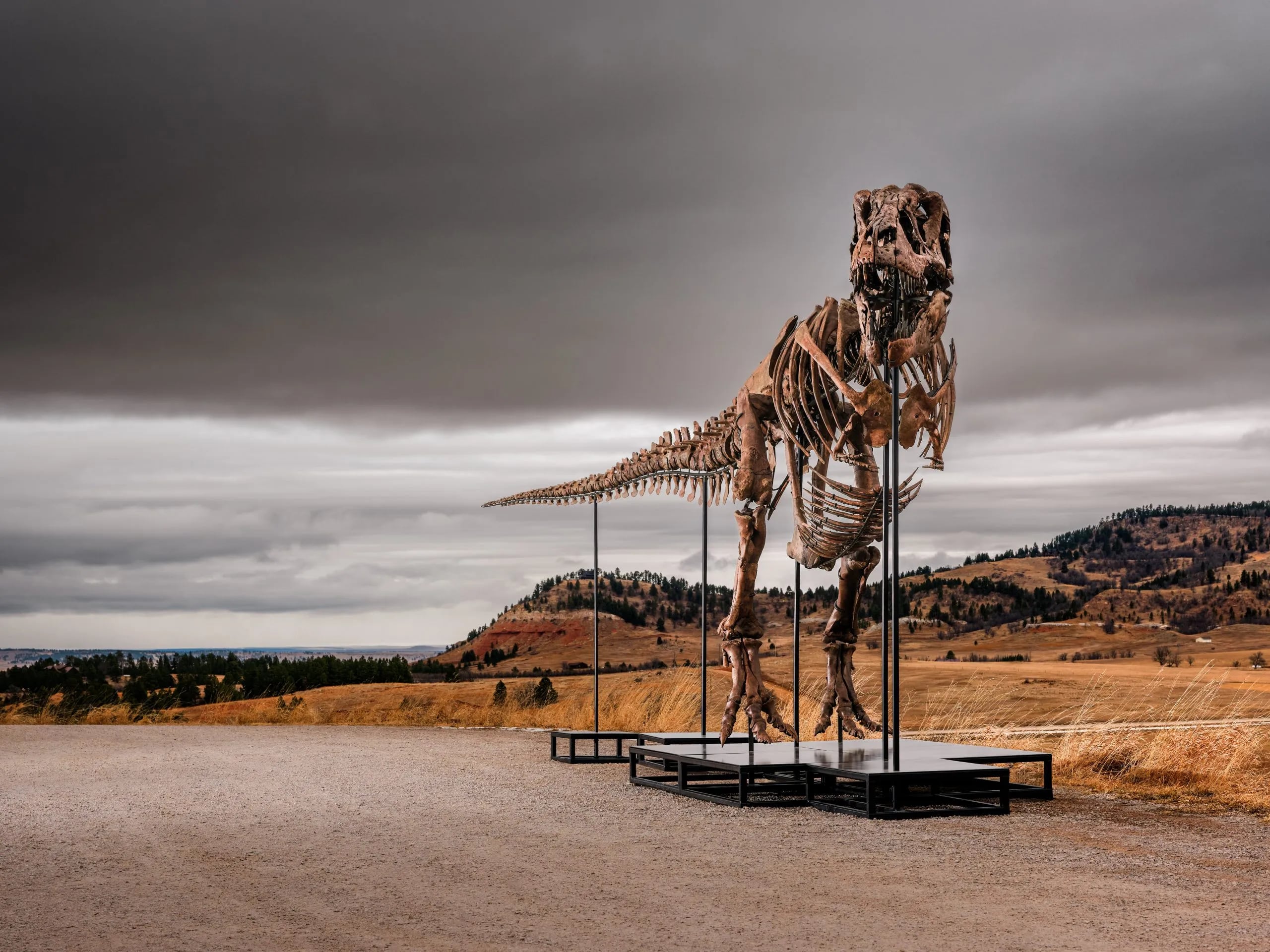 El fósil del dinosaurio Gus es una pieza de gran valor para conocer a este impresionante animal.