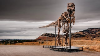 Pondrán en subasta a inmenso dinosaurio y esperan sacar alrededor de 30 millones de dólares