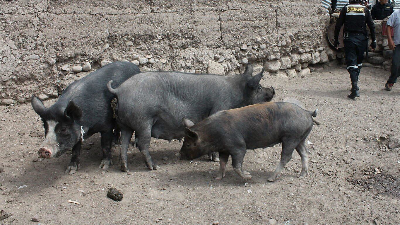 Clausuran chanchería clandestina en Lurín: comercializaban carne de cerdo descompuesta. (Imagen referencial)