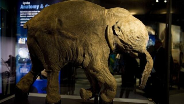 Exponen cría de mamut de la Edad de Hielo