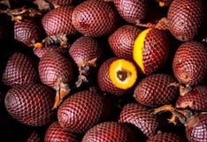 Comer para vivir: Lo que debes saber del aguaje