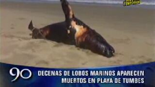Aparecen muertos lobos marinos en el litoral de Tumbes 