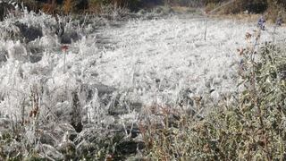 Áncash: Dieciocho heladas han afectado más de 149 hectáreas de cultivos durante el 2020