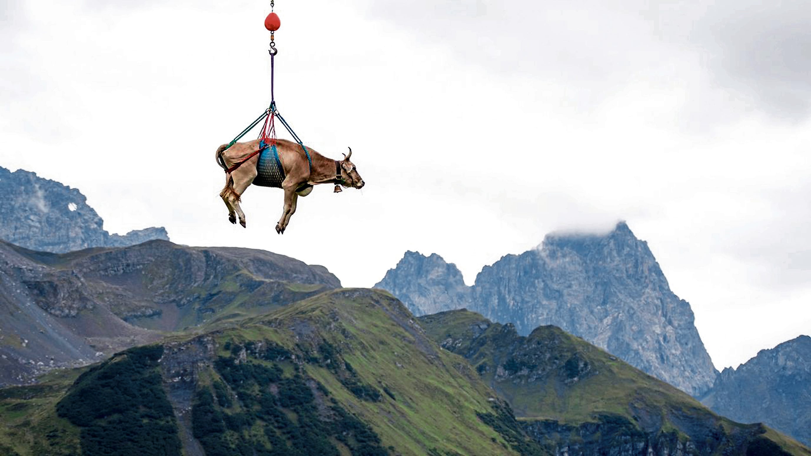 La “vaca voladora” es llevada en helicóptero hacia un lugar seguro.