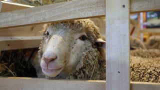 Culmina con éxito primer ensayo de trasplante de útero de oveja 