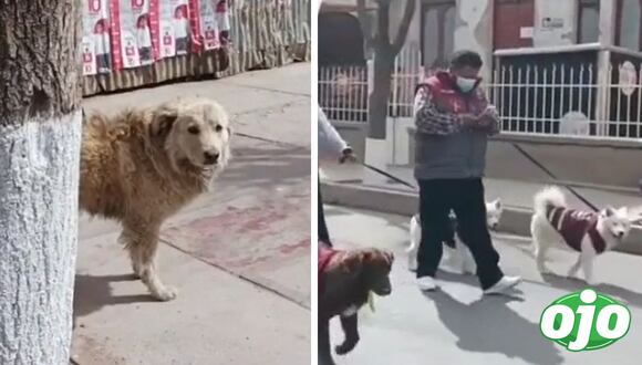 Ojo - Perrito ve con pena desfile
