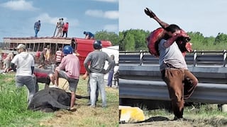Argentina: se voltea camión lleno de vacas y las filetean para comérselas