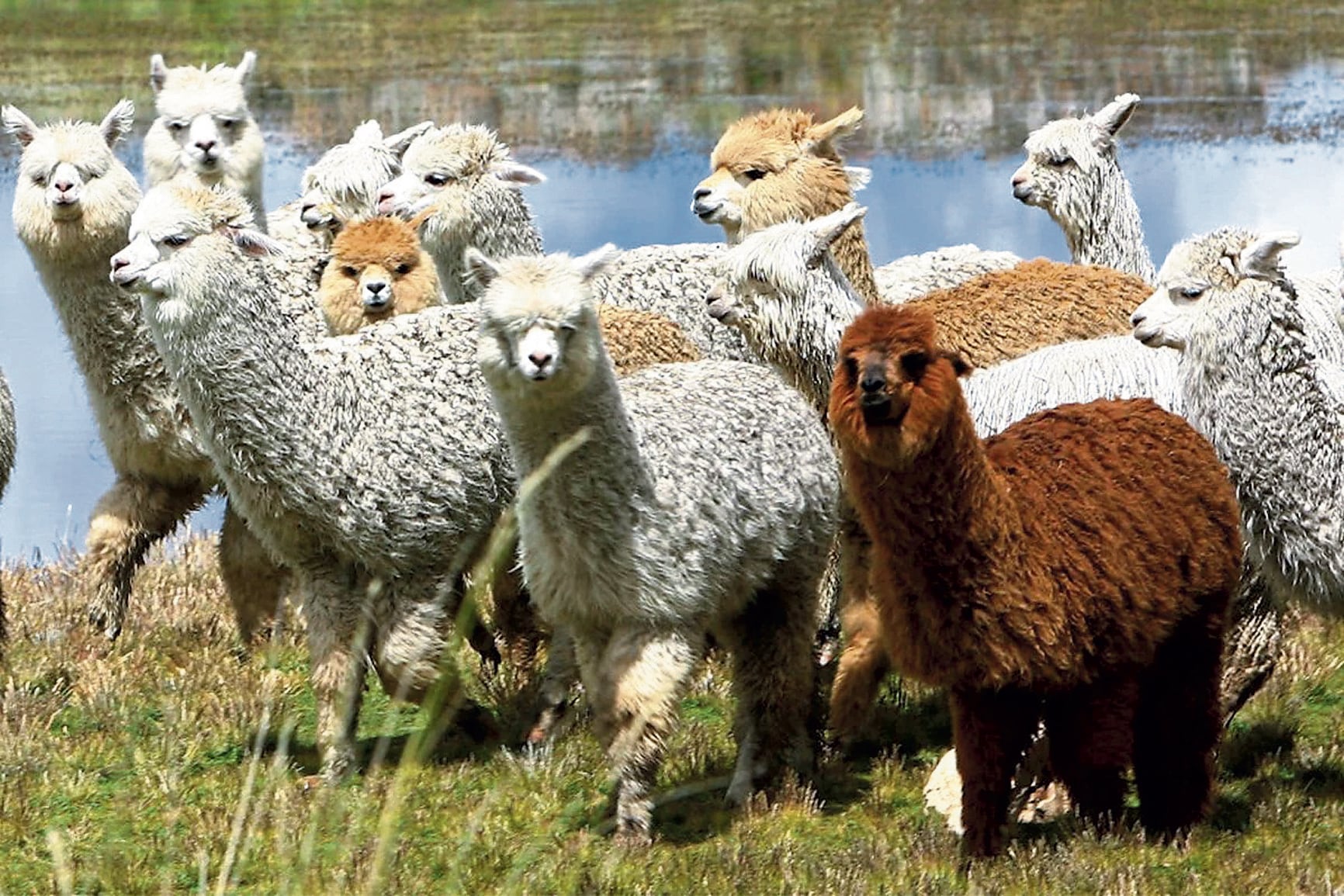 Anticuerpos de alpacas son una vía para la salud humana que debería seguirse, eso sí, siempre con respeto a la salud y vida de estos hermosos animales andinos.