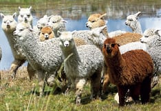 Alpacas son clave para encontrar cura y vacuna contra el temible hantavirus