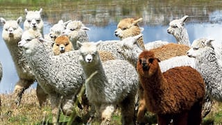 Alpacas son clave para encontrar cura y vacuna contra el temible hantavirus