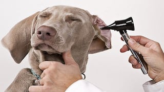¿Tu perro sufre de otitis? Este es el correcto tratamiento para curarlo