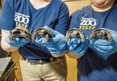 Tortuga centenaria tiene cuatro crías al debutar como mamá