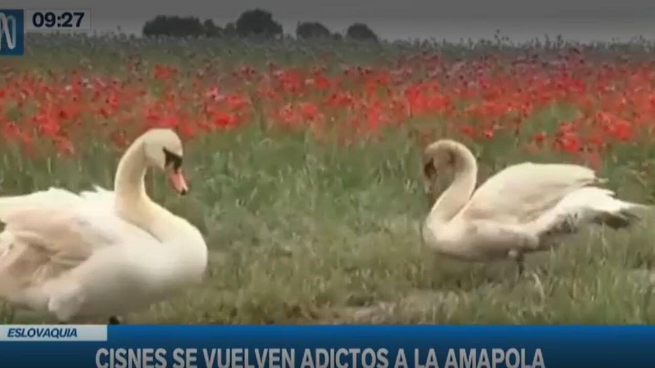 Los cisnes se volvieron adictos a las amapolas. (Foto: Canal N)