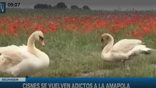 Eslovaquia: cientos de cisnes se vuelven adictos a un campo de amapolas en Kormáno