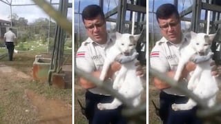 Detienen a "narco" gatos entrenados para ingresar drogas a cárcel (VIDEO)
