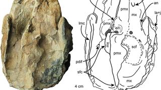 Un raro fósil de cachalote extinguido arroja luz sobre la evolución de su especie
