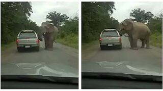 El impactante ataque de un elefante que ya da la vuelta al mundo (VIDEO)