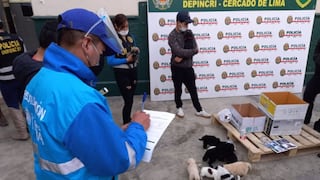 Rescatan a canes que iban a ser vendidos de manera ilegal en Mesa Redonda
