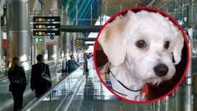 Perro  es retenido en aeropuerto y lo quieren deportar o “sacrificar” por no llevar microchip