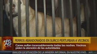 Surco: Perros abandonados en local serían maltratados por dueño [VIDEO] 