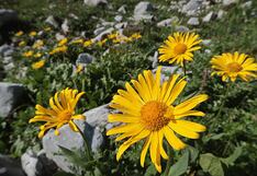 Regalar flores amarillas en setiembre, la nueva costumbre en Perú: ¿Qué significa y por qué hacerlo?