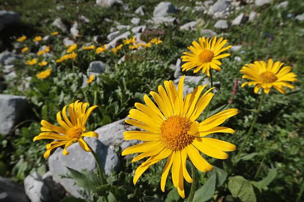 Conoce porqué cada 21 de setiembre se regalan flores amarillas. (Foto: Getty Images)
