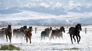 “Caballos celestiales” desafían el intenso frío al correr sobre la nieve