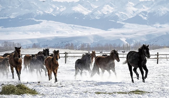 Estos caballos chinos son objeto de cuidado por el Estado para mantener a la raza.