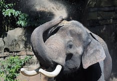 Elefante, acusado de matar a 22 personas, es el “criminal más buscado” del país