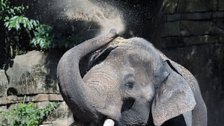 Elefante, acusado de matar a 22 personas, es el “criminal más buscado” del país