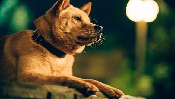 La emotiva historia de Hachiko, el "perro más fiel del mundo", sigue cautivando un siglo después de darse a conocer al mundo.