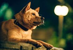 “Hachiko 2: siempre a tu lado” se convirtió en la película número uno en Perú