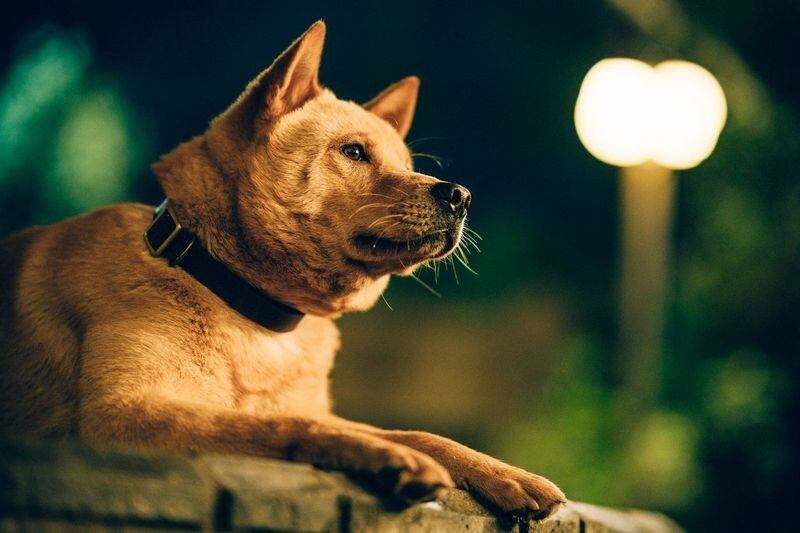 La emotiva historia de Hachiko, el "perro más fiel del mundo", sigue cautivando un siglo después de darse a conocer al mundo.