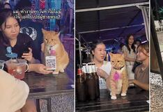 Gatito mesero atiende a comensales y ofrece menú a los clientes