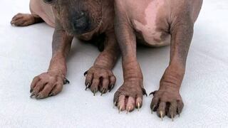 Día del Perro sin pelo del Perú: ¿Cuáles son las características de esta raza milenaria?