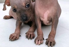 Día del Perro sin pelo del Perú: ¿Cuáles son las características de esta raza milenaria?