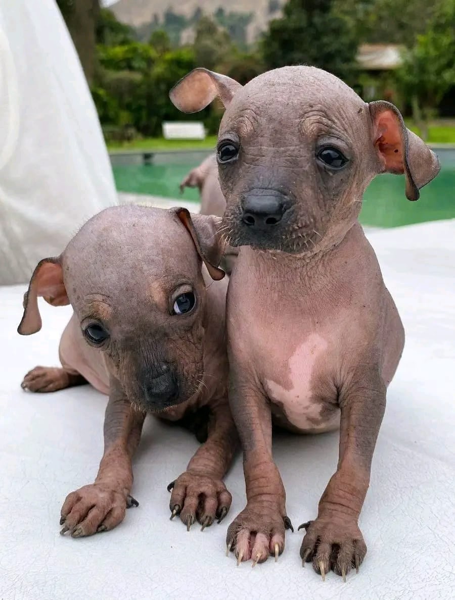 Perros sin pelo del Perú celebran hoy su día.