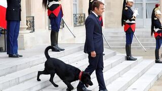 ​Francia: Nemo es adoptado y asume funciones como nuevo perro presidencial