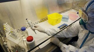 Detectan el virus de la gripe aviar en un cisne muerto en Japón 